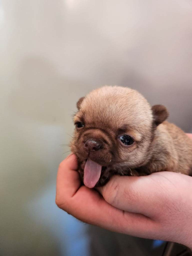 Chihuahua puppy 