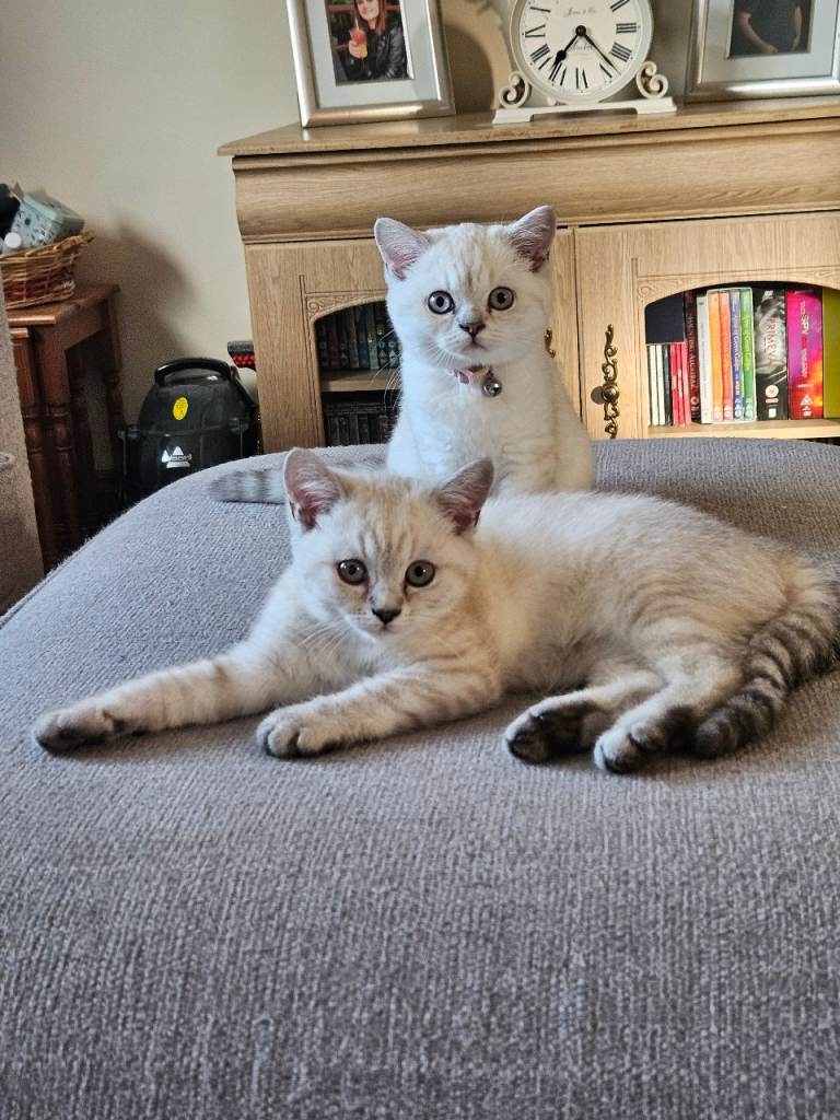 MUST GO 2 GCCF Registered British Shorthair Kittens 