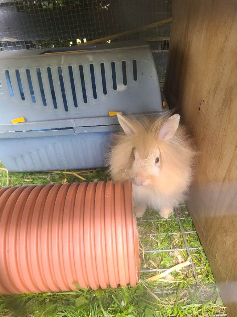 Baby lion head  rabbits ready now PRICE DROP!