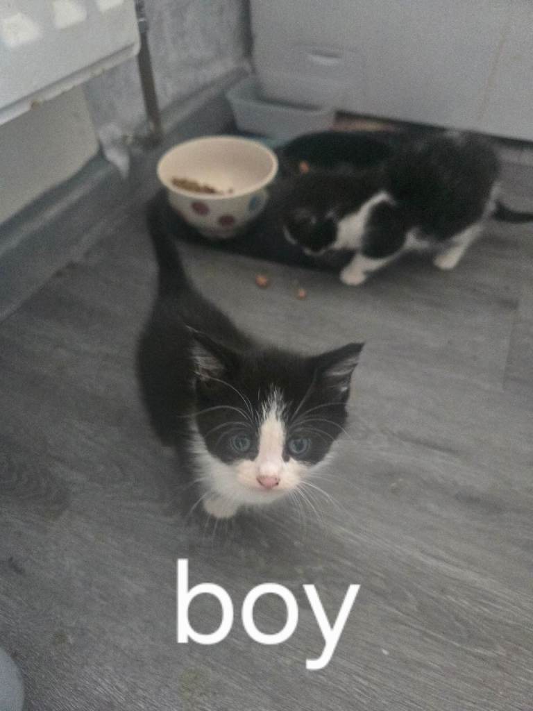 Kittens