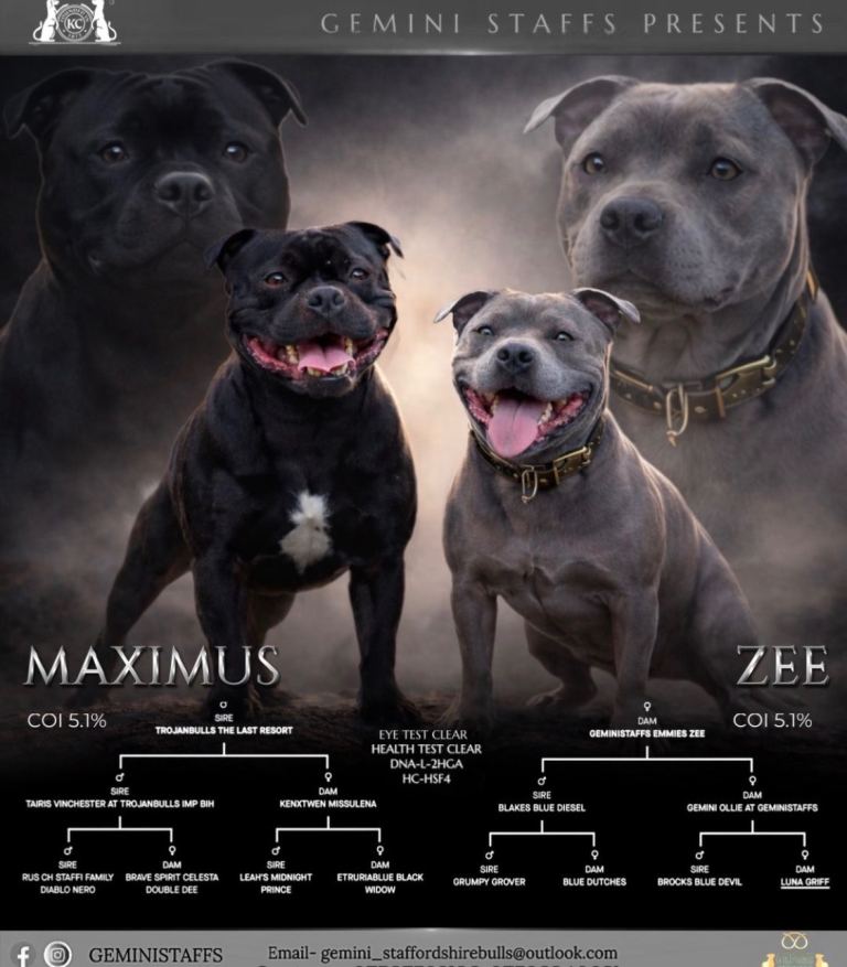 Geministaffs zee x maximus (open to offers)