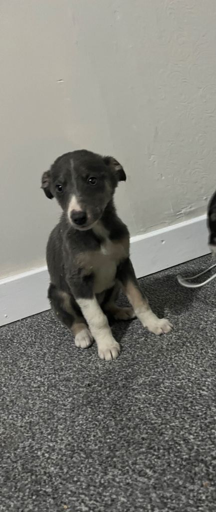 Whippet puppies