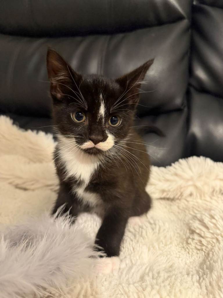 Fluffy kittens looking for loving ❤️ homes