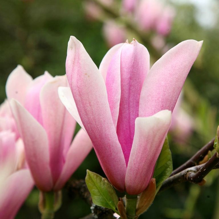 Magnolia ‘Heaven Scent’