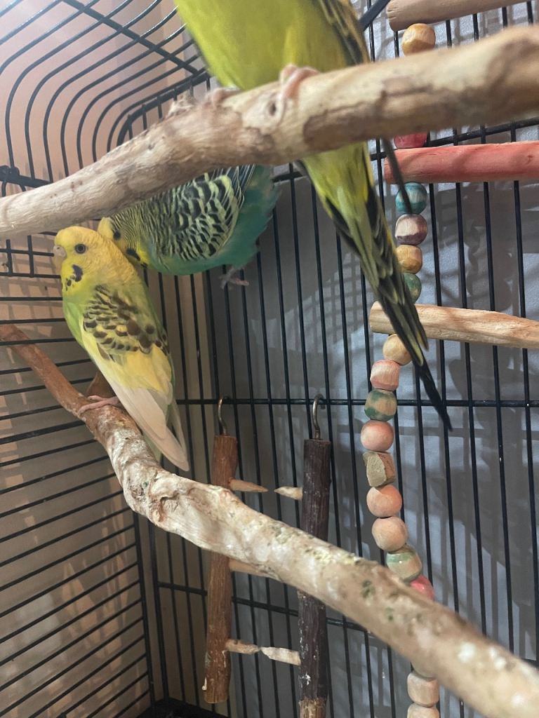 Friendly budgies looking for a loving home.