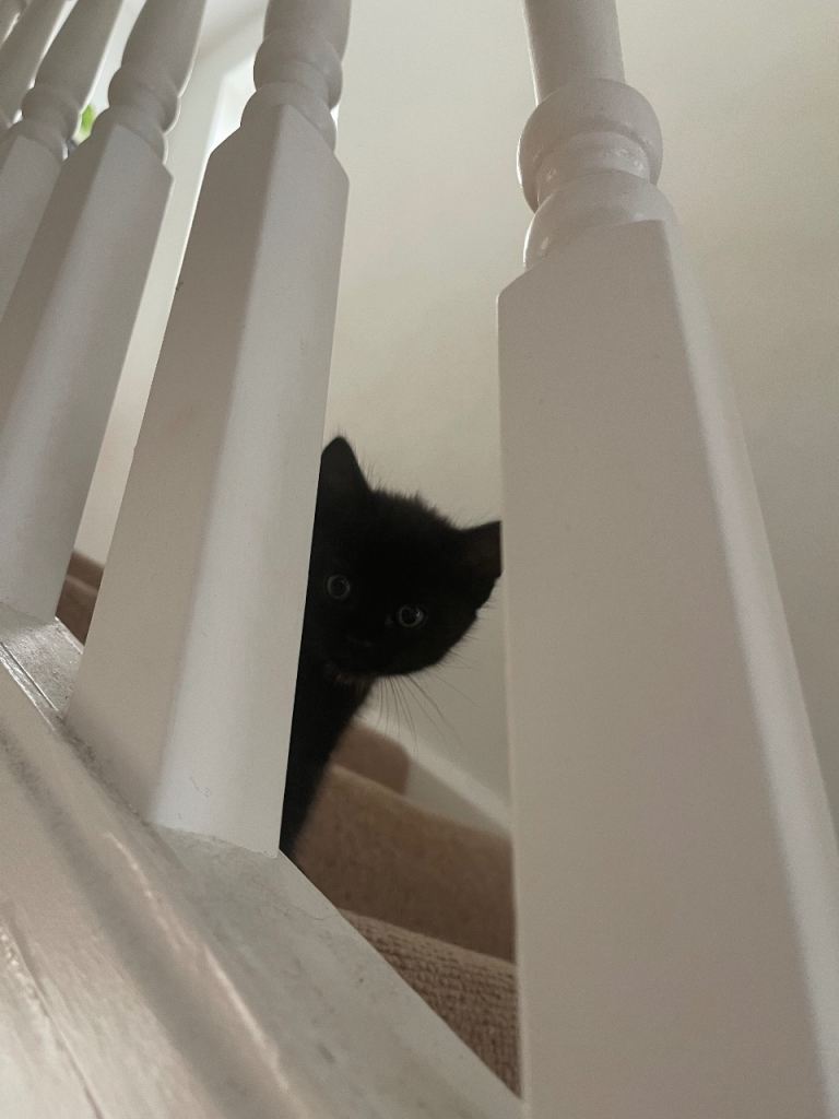 Kittens