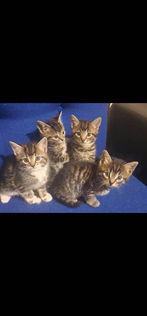 Adorable Tabby Kittens for Sale