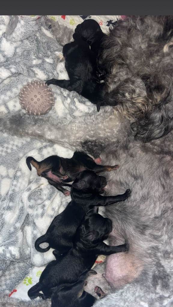 Male cavapoochon puppies for sale