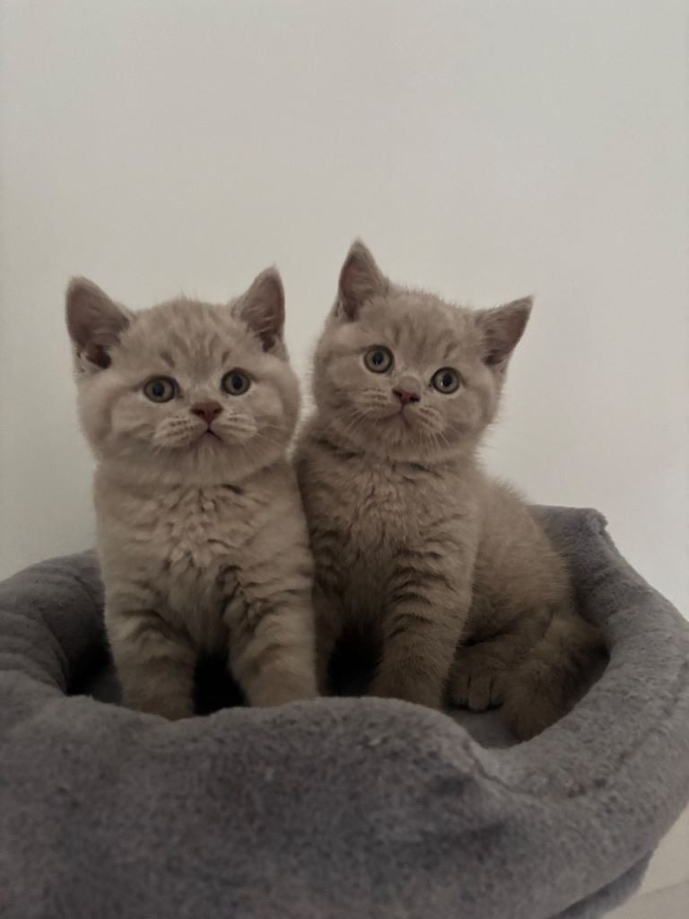 GCCF registered 2X males 