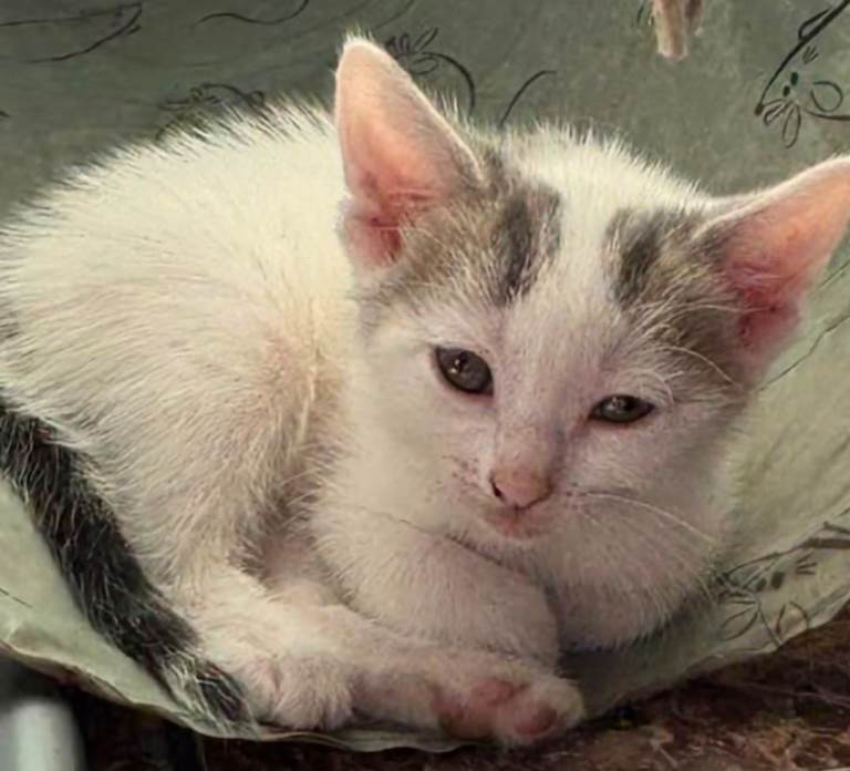 1 Kitten ready for forever homes