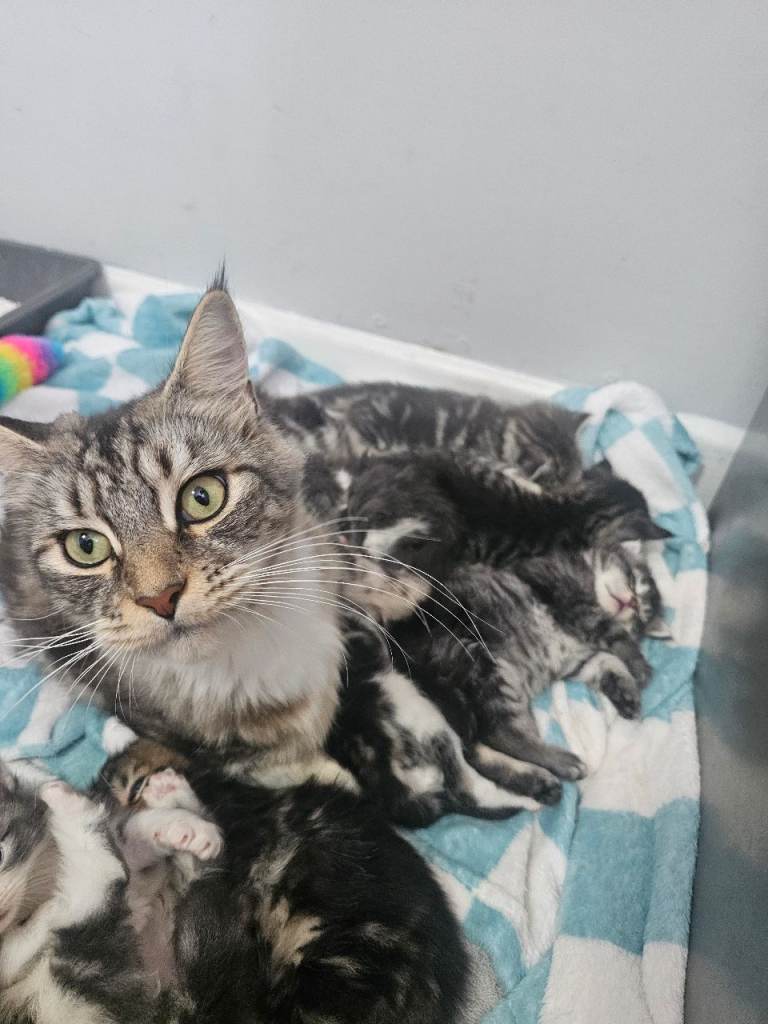 7 maine coon kittens 