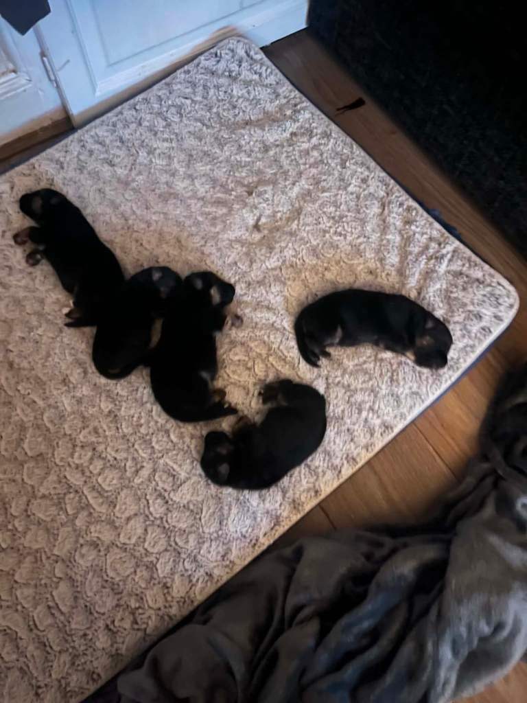 German shepherds puppy’s