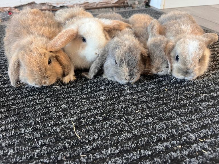 Mini Lop