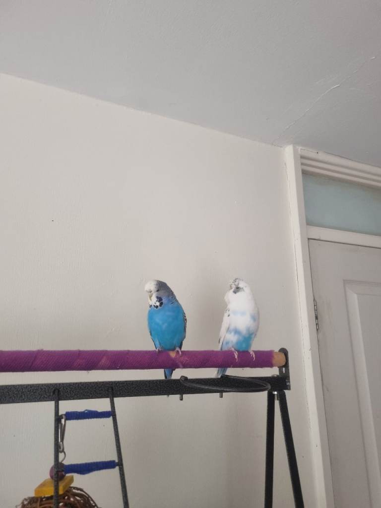 Budgies 
