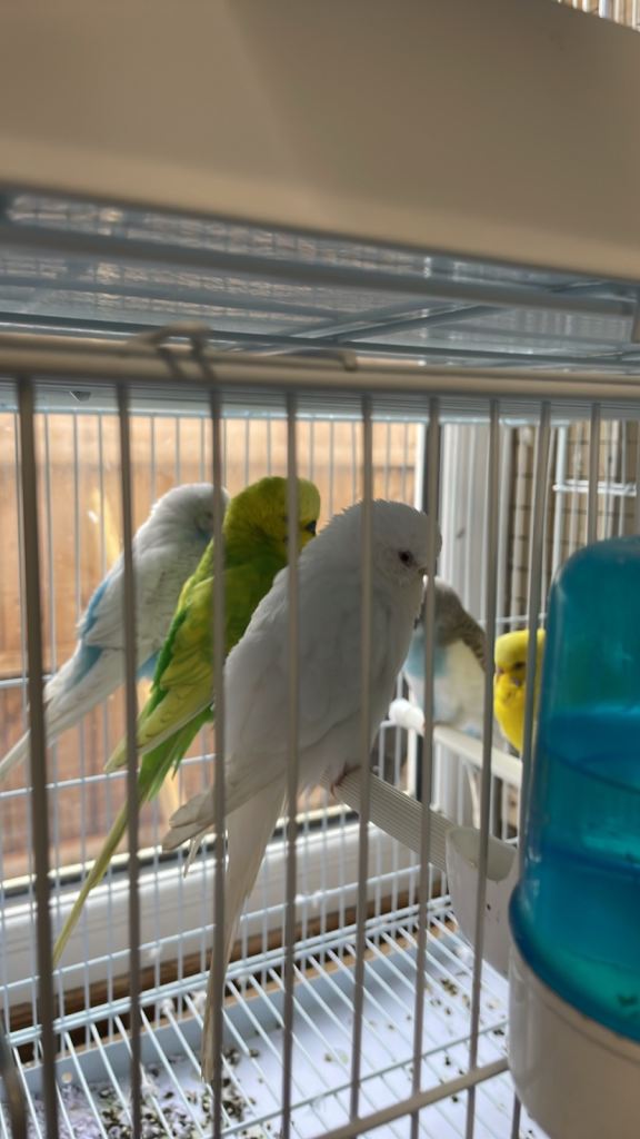 Budgies 
