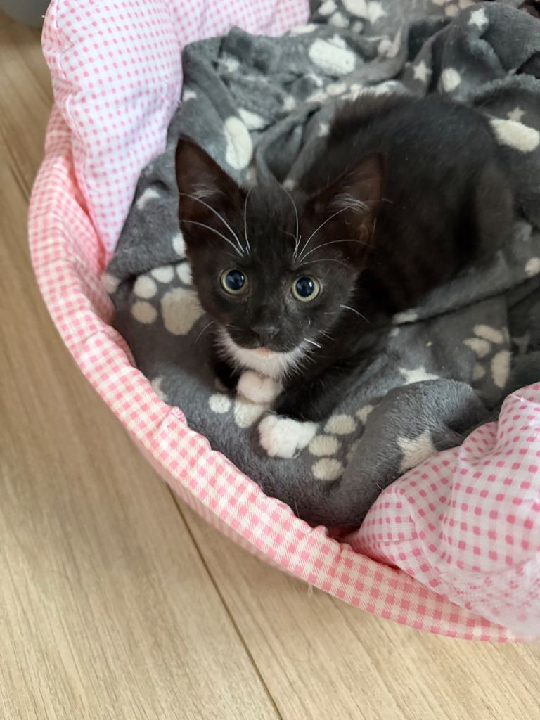 Rescued kitten’s needing puppy pads 