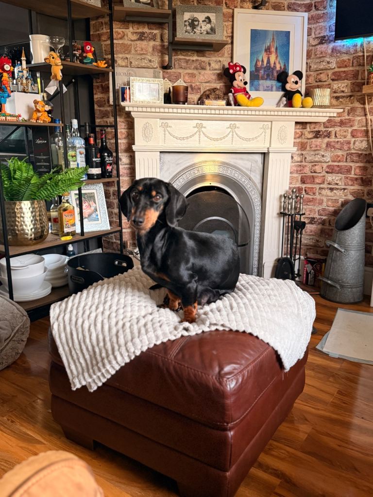 Adorable Dachshund puppies 