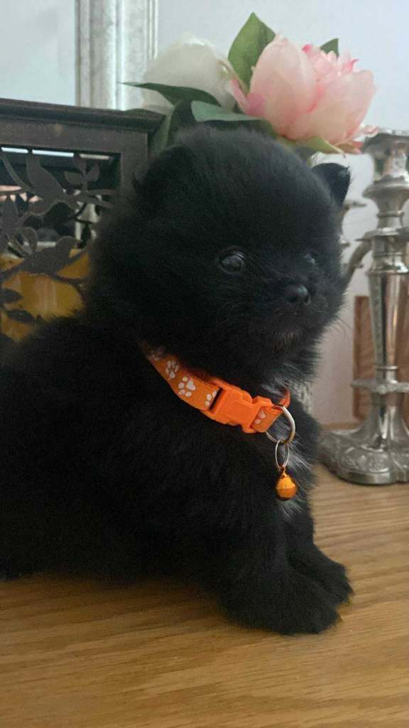 Pomeranian puppies - AVAILABLE 