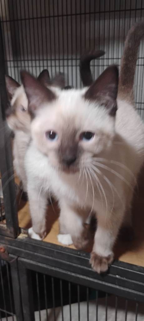 Ragdoll x Siamese kittens