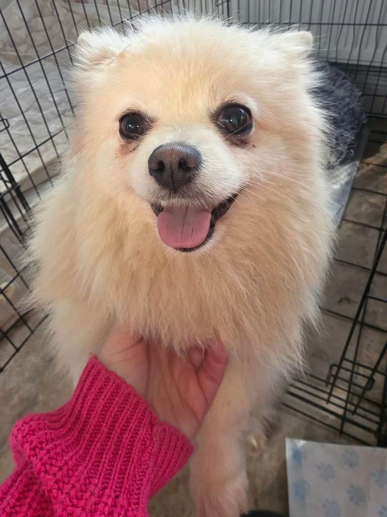 Pomeranian 