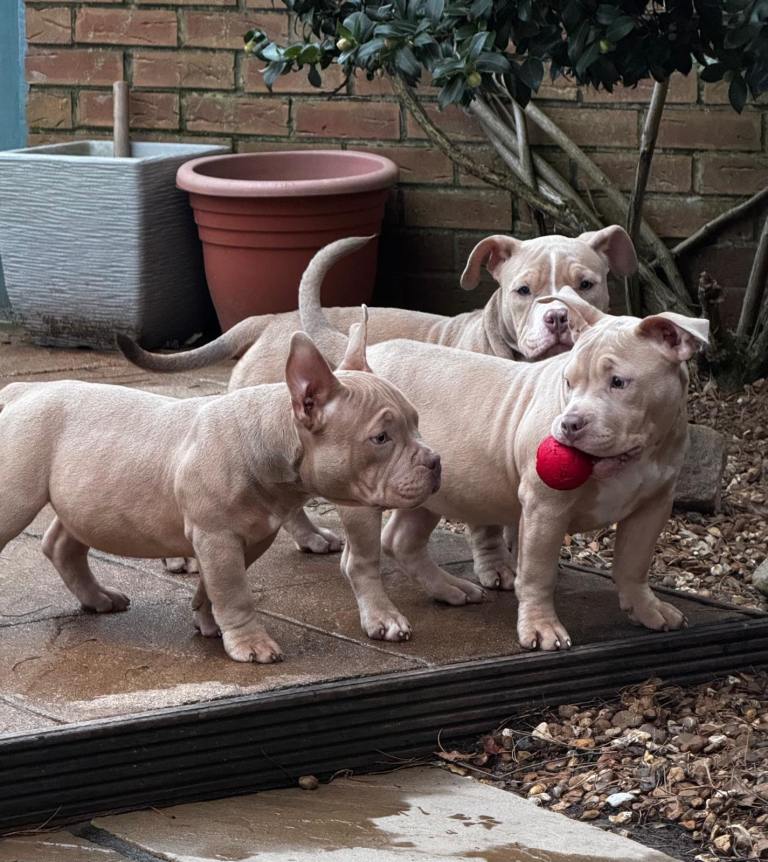 American bully pups 