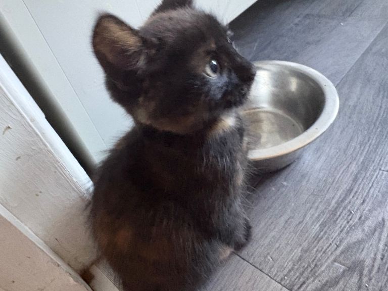 2 kittens