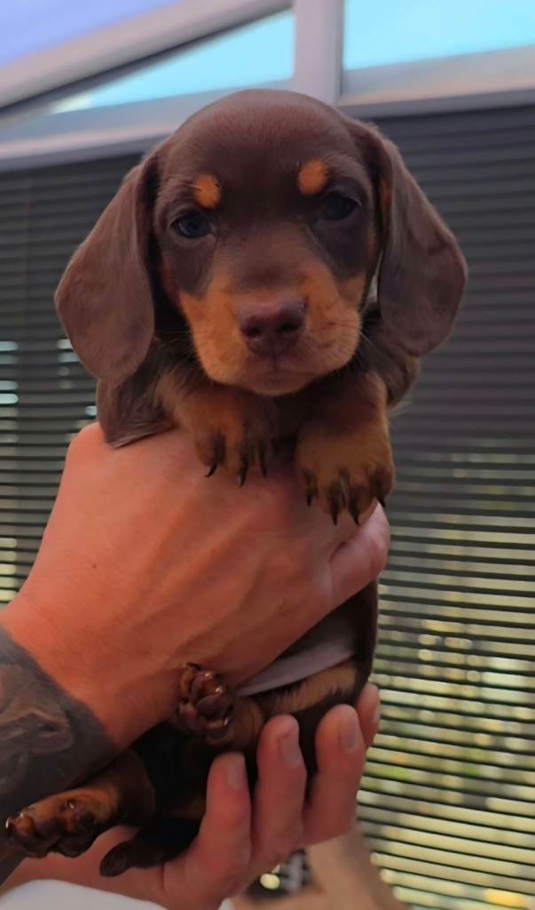 🤎 🐾 READY TO LEAVE TODAY 🐾🤎 1 Boy Left little Dachshund Puppies Looking for Their Forever Homes