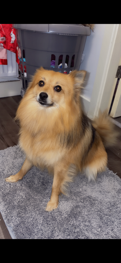Pomeranian girl 