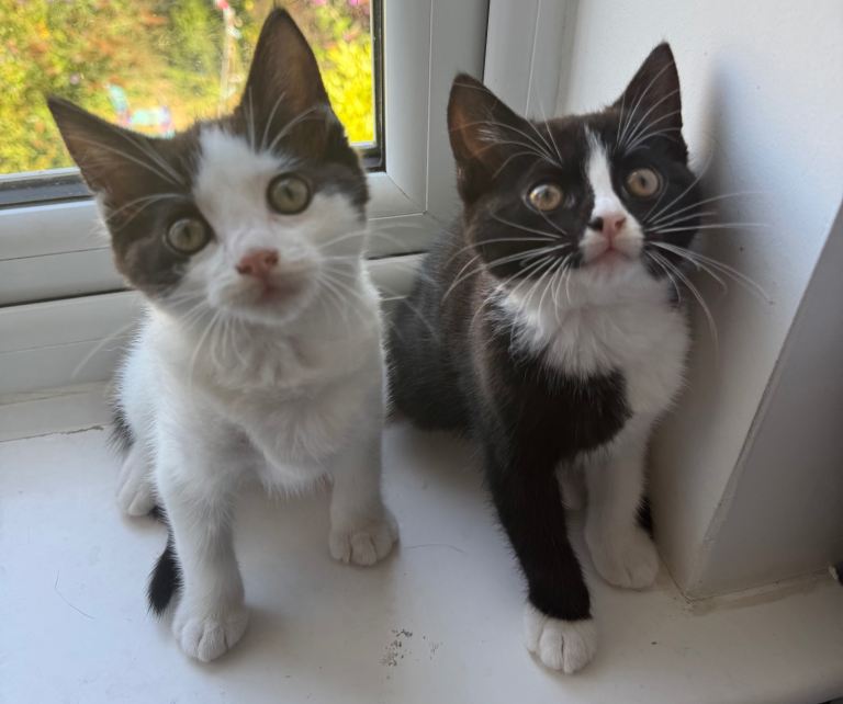 Beautiful Ragdoll Cross Female Kittens only 1 left  | Ready Now