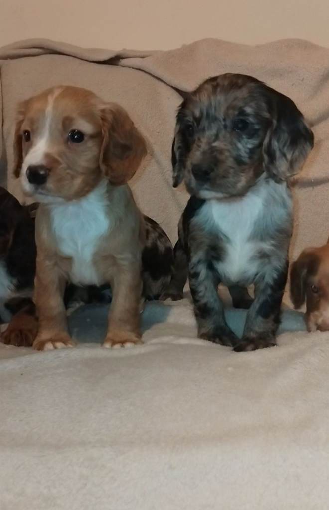 Cocker spaniel puppies