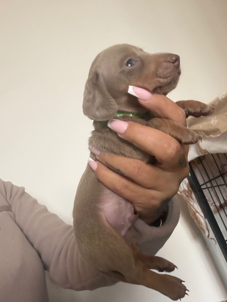Miniature Dachshund