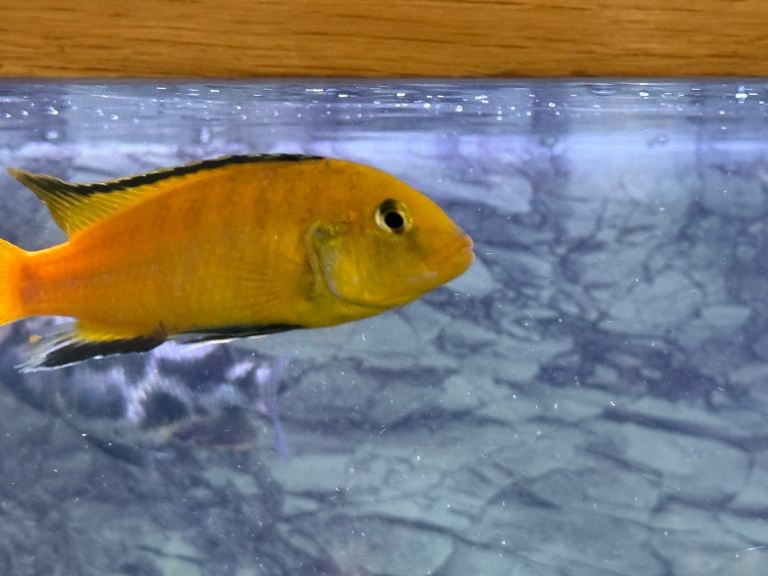 Yellow hap Malawi cichlids hybrid cichlids