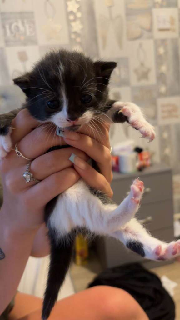 Kittens 
