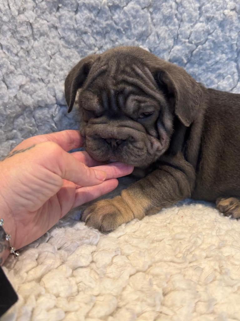 French bulldog puppy's for sale