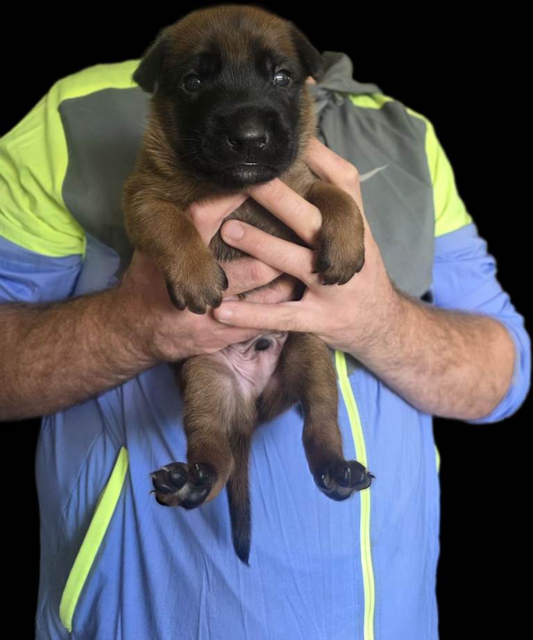 KC REGISTERED BELGIUM MALINOIS 