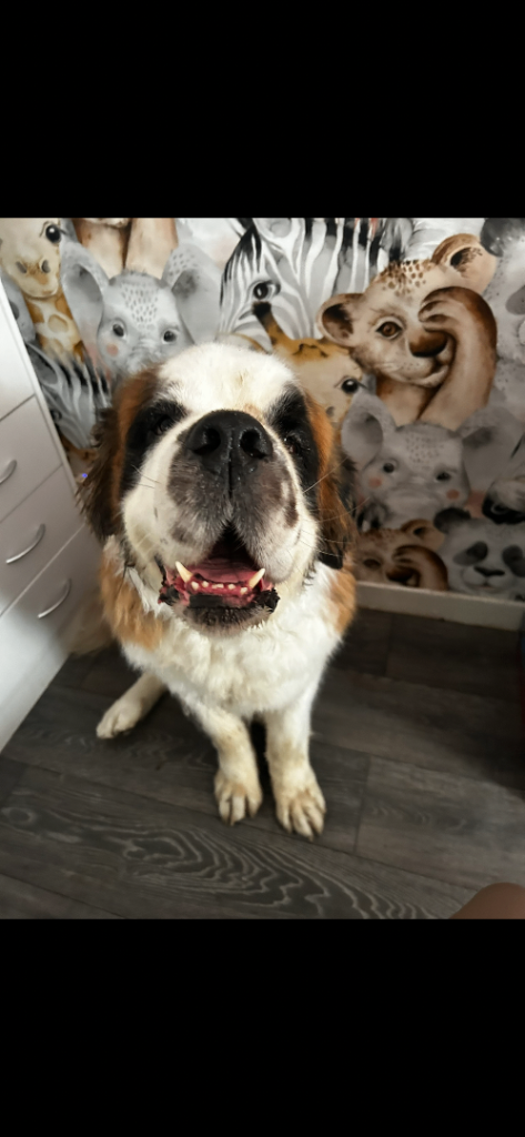 St Bernard needing a new family 