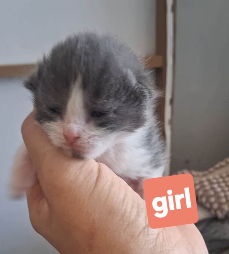 Bengal x British short haired kittens 