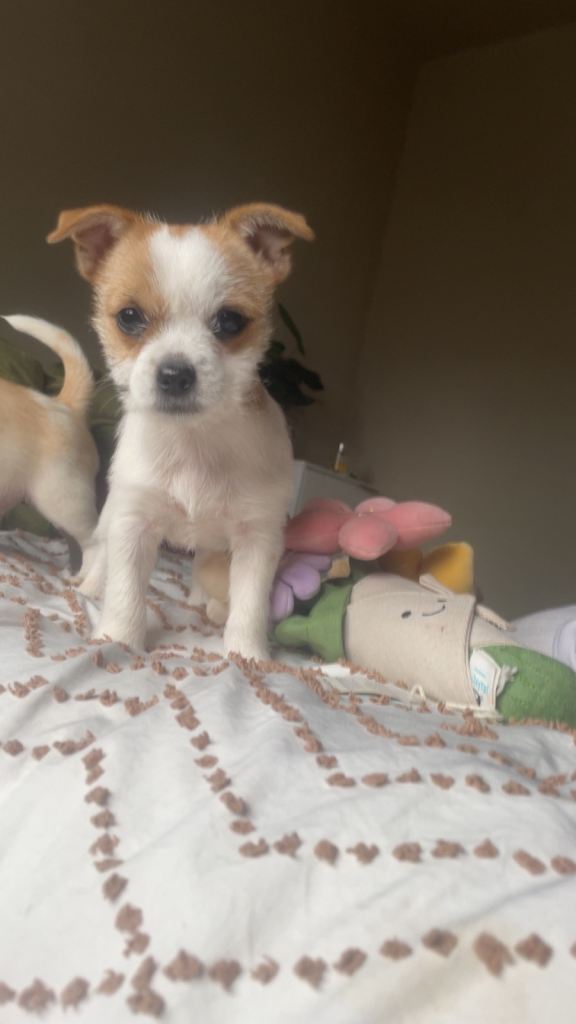 X breed puppies ready to go 
