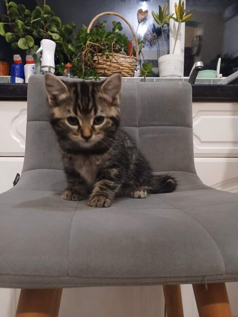 Half Bengal half domestic kittens mum and dad last pic