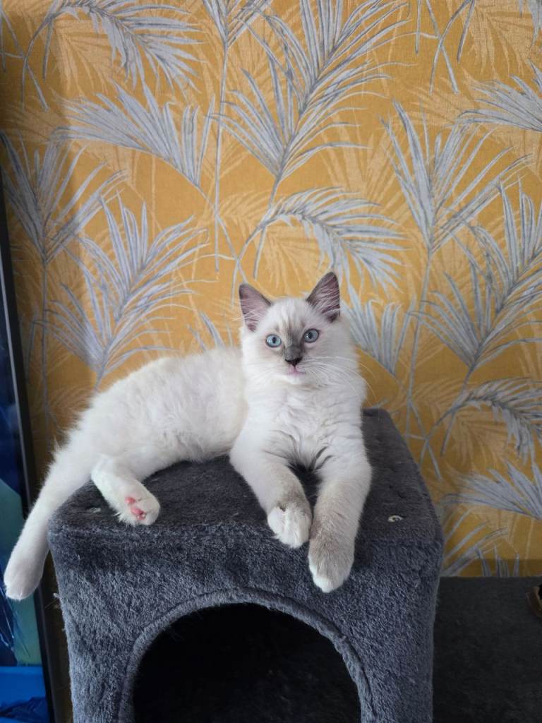 Pure Ragdoll kittens 1 boy 1 girls left