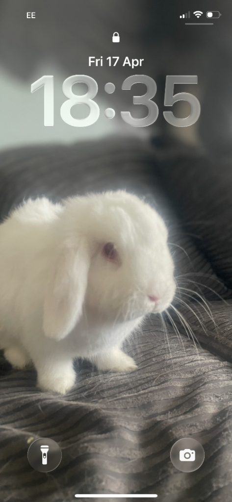 2 white bunnies for sale 