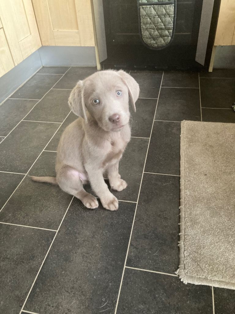 KC registered silver labradors 