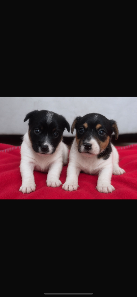 Jack russell