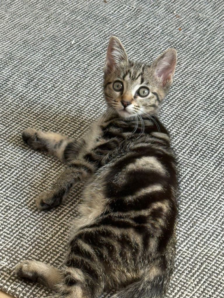 Lovely 12 week old tabby girl kitten 