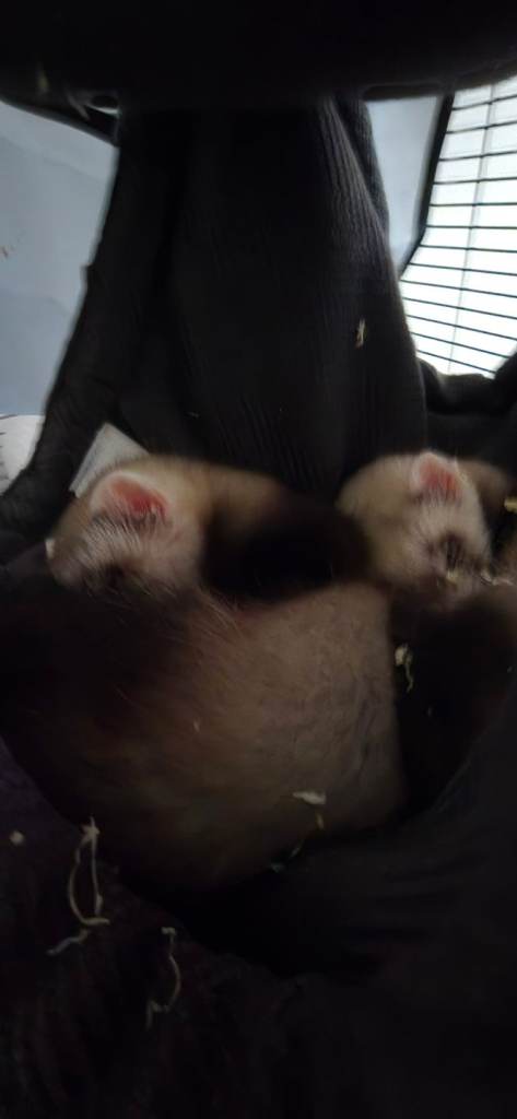 2 male ferrets