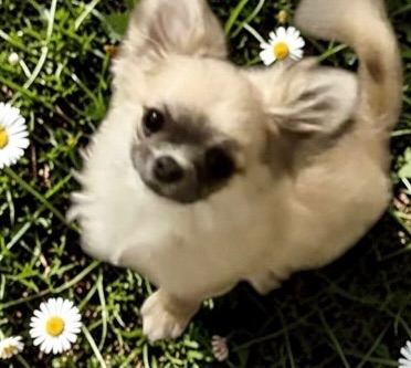 6 Month Old Long Male Coat Chihuahua 