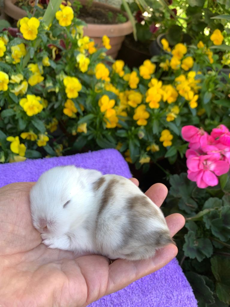 Gorgeous purebred baby mini lops 