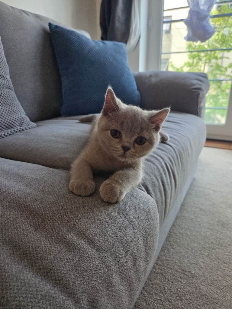 British shorthair kittens 