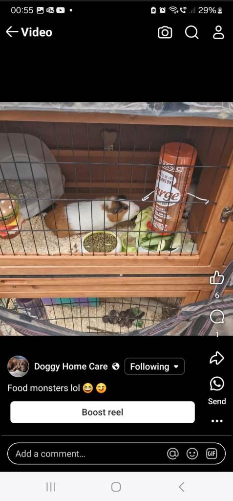 Elsa and Bella need a new home