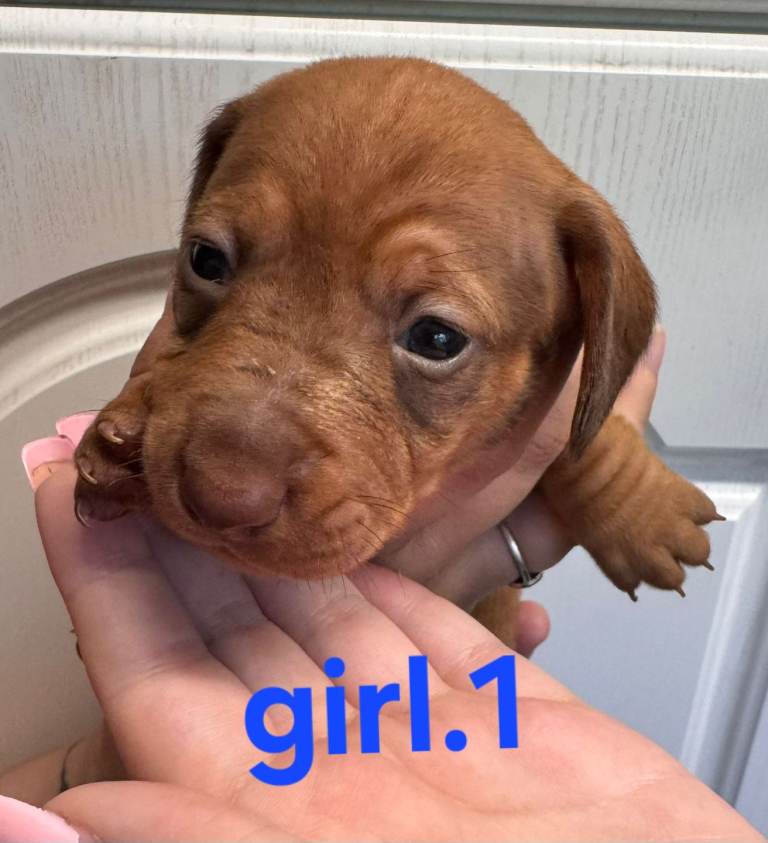 Dachshund. Puppys
